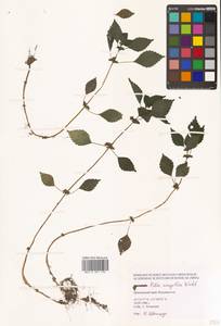 Pilea pumila (L.) A. Gray, Siberia, Russian Far East (S6) (Russia)