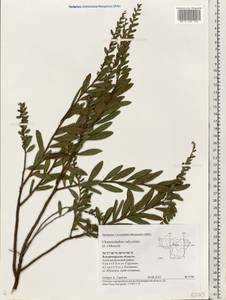 Chamaedaphne calyculata (L.) Moench, Eastern Europe, Central region (E4) (Russia)