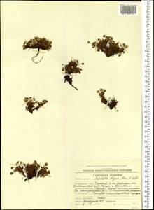 Potentilla elegans Cham. & Schltdl., Siberia, Chukotka & Kamchatka (S7) (Russia)