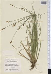 Carex bonanzensis Britton, America (AMER) (Canada)