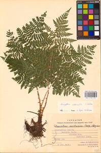 Dryopteris expansa (C.Presl) Fraser-Jenk. & Jermy, Eastern Europe, West Ukrainian region (E13) (Ukraine)