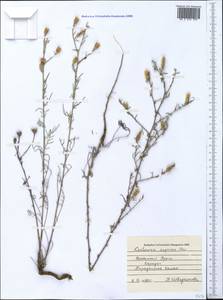 Centaurea caprina Steven, Crimea (KRYM) (Russia)