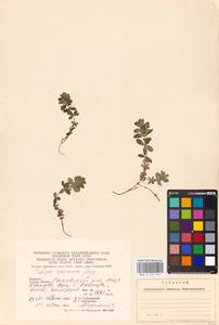 Cruciata glabra (L.) Opiz, Eastern Europe, West Ukrainian region (E13) (Ukraine)