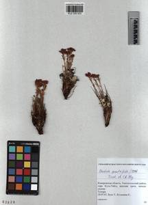 KUZ 000 933, Rhodiola quadrifida (Pall.) Fisch. & C. A. Mey., Siberia, Altai & Sayany Mountains (S2) (Russia)