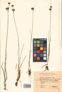 Juncus castaneus subsp. leucochlamys (W. J. Zinger ex V. I. Krecz.) Hultén, Siberia, Chukotka & Kamchatka (S7) (Russia)
