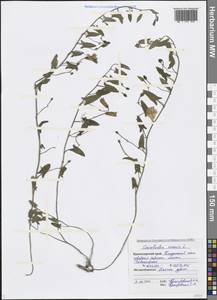 Convolvulus arvensis L., Caucasus, Black Sea Shore (from Novorossiysk to Adler) (K3) (Russia)