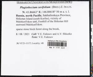 Plagiothecium cavifolium (Brid.) Z. Iwats., Bryophytes, Bryophytes - Russian Far East (excl. Chukotka & Kamchatka) (B20) (Russia)