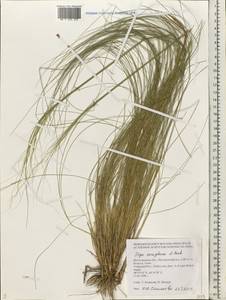 Stipa sareptana A.K.Becker, Middle Asia, Caspian Ustyurt & Northern Aralia (M8) (Kazakhstan)