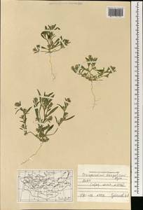 Corispermum mongolicum Iljin, Mongolia (MONG) (Mongolia)