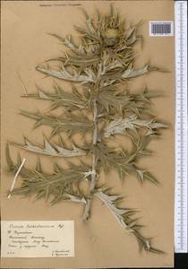 Cirsium turkestanicum (Regel) Petr., Middle Asia, Western Tian Shan & Karatau (M3) (Kazakhstan)