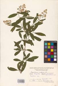 Syringa vulgaris L., Eastern Europe, Moldova (E13a) (Moldova)