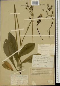 Crepis praemorsa (L.) Tausch, Eastern Europe, Central region (E4) (Russia)
