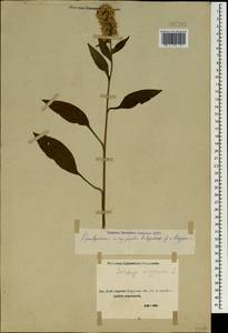 Solidago virgaurea L., Caucasus, Stavropol Krai, Karachay-Cherkessia & Kabardino-Balkaria (K1b) (Russia)