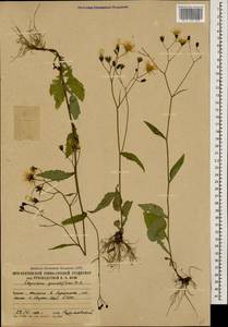 Lapsana communis subsp. grandiflora (M. Bieb.) P. D. Sell, Caucasus, South Ossetia (K4b) (South Ossetia)