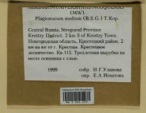 Plagiomnium medium (Bruch & Schimp.) T.J. Kop., Bryophytes, Bryophytes - Novgorod & Pskov Oblasts (B5) (Russia)