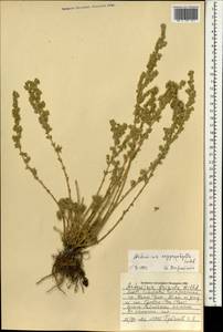 Artemisia argyrophylla Ledeb., Mongolia (MONG) (Mongolia)