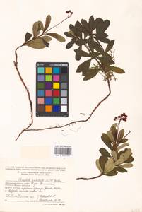 Chimaphila umbellata (L.) W. P. C. Barton, Eastern Europe, Moscow region (E4a) (Russia)