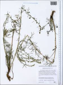 Artemisia desertorum Spreng., Siberia, Russian Far East (S6) (Russia)