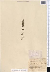 Lallemantia royleana (Benth.) Benth., Middle Asia, Western Tian Shan & Karatau (M3) (Tajikistan)