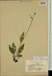 Hieracium subpellucidum (Norrl.) Norrl., Eastern Europe, Moscow region (E4a) (Russia)