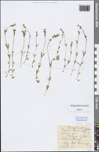 Cerastium arvense L., Siberia, Baikal & Transbaikal region (S4) (Russia)