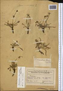 Taraxacum brevirostre Hand.-Mazz., Middle Asia, Pamir & Pamiro-Alai (M2)