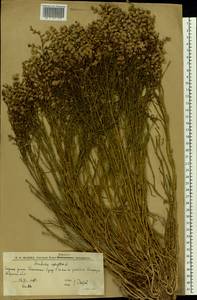 Anabasis aphylla L., Eastern Europe, Lower Volga region (E9) (Russia)