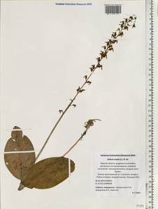 Neottia ovata (L.) Bluff & Fingerh., Eastern Europe, North-Western region (E2) (Russia)