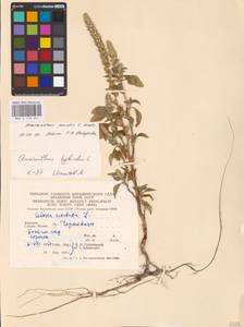 Amaranthus powellii S. Watson, Eastern Europe, West Ukrainian region (E13) (Ukraine)