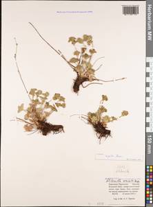 Alchemilla sericata Rchb., Caucasus, Stavropol Krai, Karachay-Cherkessia & Kabardino-Balkaria (K1b) (Russia)