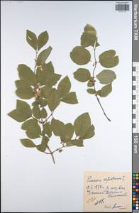 Lonicera xylosteum L., Eastern Europe, Central region (E4) (Russia)