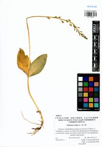 Neottia ovata (L.) Bluff & Fingerh., Siberia, Baikal & Transbaikal region (S4) (Russia)