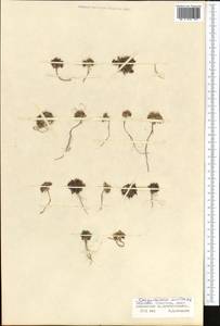 Dilophia salsa Thomson, Middle Asia, Northern & Central Tian Shan (M4) (Kyrgyzstan)