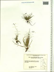 Carex melanocarpa Cham. ex Trautv., Siberia, Chukotka & Kamchatka (S7) (Russia)