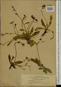 Pilosella flagellaris (Willd.) Arv.-Touv., Eastern Europe, Northern region (E1) (Russia)