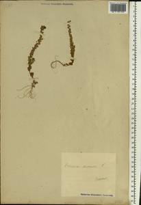 Veronica arvensis L., Eastern Europe, Estonia (E2c) (Estonia)