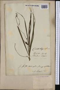 Cuscuta lupuliformis Krock., Eastern Europe, North-Western region (E2) (Russia)