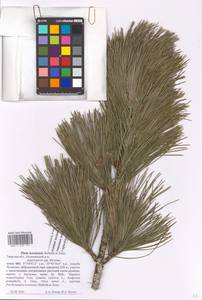 Pinus koraiensis Siebold & Zucc., Eastern Europe, North-Western region (E2) (Russia)