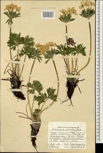 Anemonastrum narcissiflorum subsp. crinitum (Juz.) Raus, Mongolia (MONG) (Mongolia)