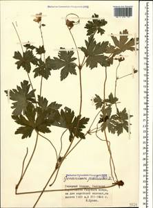 Geranium palustre L., Caucasus, Stavropol Krai, Karachay-Cherkessia & Kabardino-Balkaria (K1b) (Russia)