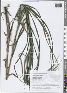 Carex atherodes Spreng., Eastern Europe, Central region (E4) (Russia)