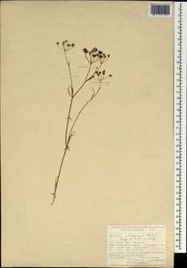 Bunium microcarpum (Boiss.) Freyn & Sint. ex Freyn, South Asia, South Asia (Asia outside ex-Soviet states and Mongolia) (ASIA) (Turkey)