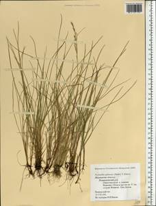 Puccinellia capillaris subsp. pulvinata (Fr.) Tzvelev, Eastern Europe, Northern region (E1) (Russia)