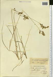 Anthoxanthum nitens (Weber) Y.Schouten & Veldkamp, Siberia, Chukotka & Kamchatka (S7) (Russia)