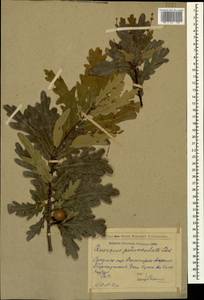 Quercus robur L., Caucasus, Abkhazia (K4a) (Abkhazia)