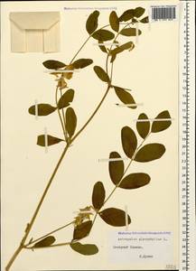 Astragalus glycyphyllos L., Caucasus, Stavropol Krai, Karachay-Cherkessia & Kabardino-Balkaria (K1b) (Russia)
