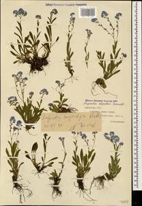 Myosotis alpestris subsp. alpestris, Caucasus, Armenia (K5) (Armenia)