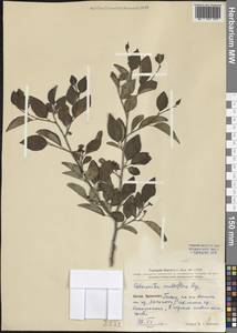 Cotoneaster multiflorus Bunge, South Asia, South Asia (Asia outside ex-Soviet states and Mongolia) (ASIA) (China)