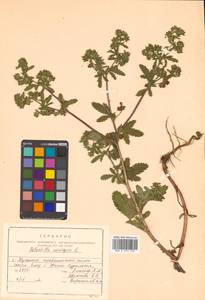 Potentilla norvegica L., Siberia, Russian Far East (S6) (Russia)