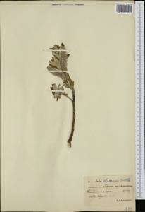 Salix alaxensis (Anderss.) Coville, Siberia, Chukotka & Kamchatka (S7) (Russia)